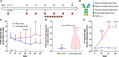 Targeted delivery of oral vaccine antigens to aminopeptidase N protects pigs against pathogenic E. coli challenge infection